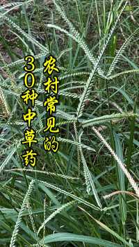 带你认识川西农村常见的30种中草药，尤其是第1种在农村随处可见