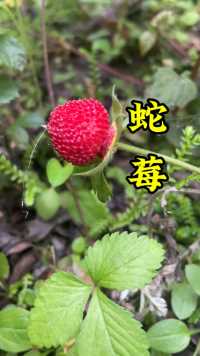 蛇莓这个果实是完全可以吃的，