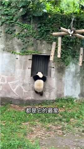 重庆有全世界熊猫最多的动物园，22只熊猫让你一次看够！还旅美熊猫乐乐的出生地，来重庆千万不要错过