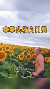 拿拳头收向日葵