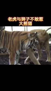 为什么老虎和狮子宁愿饿着也不敢惹大熊猫？