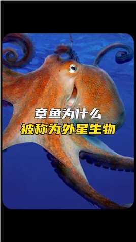 章鱼为什么被称为外星生物#章鱼 #未解之谜 #外星文明