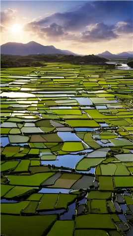 最近迷上了稻田水田它的美丽让人平静
