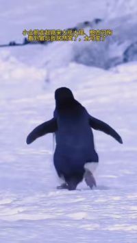 小企鹅走路大摇大摆，憨态可掬，最后的画面太可爱了 #企鹅 #遵守法律禁止非法饲养买卖野生动物