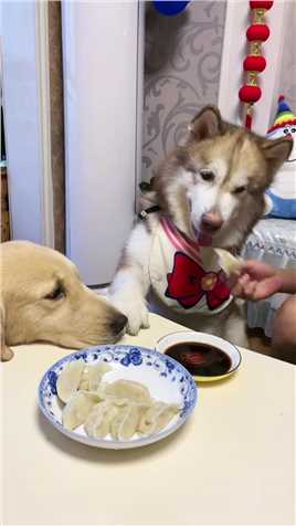 狗狗吃饺子能有多挑剔