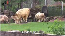 秦岭羚牛局部泛滥，伤害人类，为啥它的保护等级堪比大熊猫？#羚牛#动物圈 (1)
