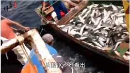 禁渔5年鱼满为患，草海被鱼啃成了秃海，长江会重蹈覆辙吗 (3)