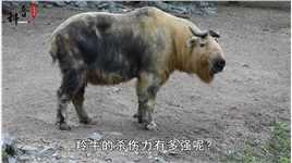 秦岭羚牛局部泛滥，伤害人类，为啥它的保护等级堪比大熊猫？#羚牛#动物圈 (2)