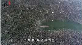 禁渔5年鱼满为患，草海被鱼啃成了秃海，长江会重蹈覆辙吗 (1)