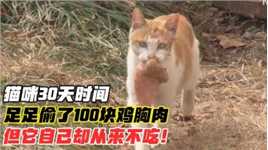 猫咪30天时间，偷了100块鸡胸肉，但它自己却从来不吃？