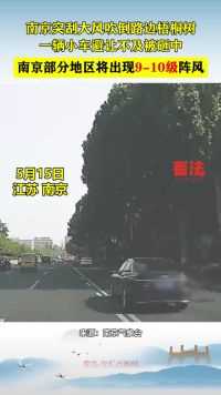 南京突刮大风吹倒路边梧桐树，一辆小车避让不及被砸中