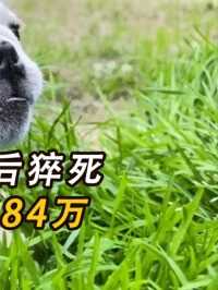 老人被无绳狗扑倒后猝死，家属向狗主人索赔84万，狗主人：拒赔！无攻击行为#社会百态#真实事件 (3)