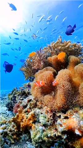 五彩缤纷的海底珊瑚丛林艳丽小鱼自由自在的畅游其中海底世界珊瑚美景一起享受大自然的美