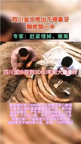 四川金沙挖到大量3000年前的象牙，挖到一半专家提醒赶紧埋回去