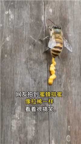 蜂蜜是被拉出来的吗😭