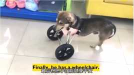 为了救小主人，不幸失去前腿，主人竟然给他装了两个轮子！