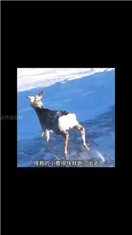 小鹿被冰雪封住嘴巴，同伴向人求助！神奇的动物！