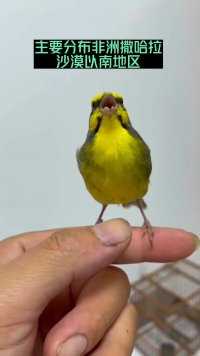 黄额丝雀是天生的歌唱家，鸣唱能力极强，是叫声最好听的鸟类之一，我国传统的观赏宠物鸟之一金青鸟叫声黄额丝雀金青鸟