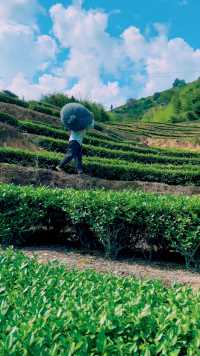 如果世界上真有奇迹，那只有努力的另一个名字“坚持”#茶人茶事茶生活#茶乡的女人