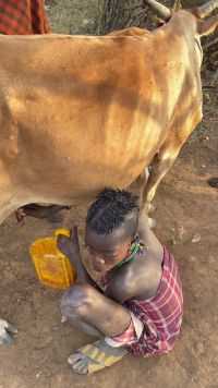 非洲原始部落挤牛奶喝，美味又新鲜