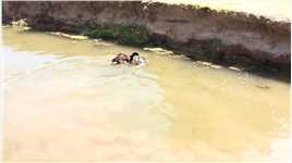 河边发现一只鬼鬼祟祟的鹅，本以为它在喝水，走近一看情况不对！#动物#猎奇#奇闻#野生动物