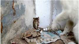 老鼠被捕鼠器夹住，下一秒老鼠的举动让人意外，镜头拍下全过程！#奇闻趣事#动物#动物趣闻#猫和老鼠