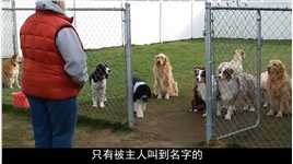 狗狗排队吃饭，排在最后的一只竟然不乐意了，下一秒笑出猪叫声！狗狗宠物训练训犬宠物狗动物