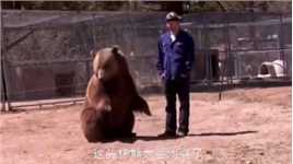 女子作死挑衅棕熊，谁料棕熊的反应让她失声尖叫：哼！小样#棕熊#猛兽#奇闻#猎奇