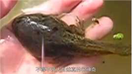 全球最大的蝌蚪，长大后却让人很无语，连科学家都搞得一头雾水！#动物科普#蝌蚪#奇闻趣事#动物世界