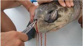 海龟鼻子有异物，向人类寻求帮助，异物被取出后让人泪目