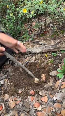 松茸窝就是传家宝。只要保护好松茸窝，每年都可以来挖。谁知道的松茸窝多，谁就挖的多。