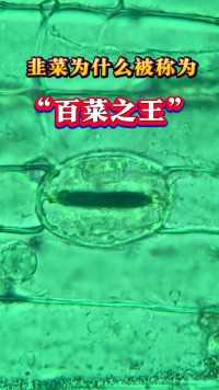 韭菜你爱吃吗韭菜科普一下健康养生显微镜下的世界植物科普