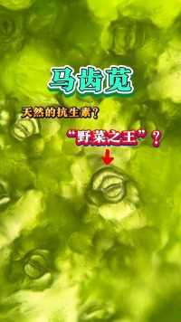 马齿苋你吃过吗马齿苋神奇植物显微镜下的世界科普一下健康养生