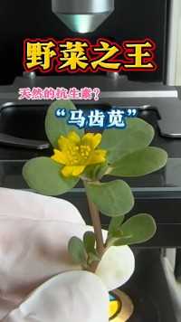 马齿苋你吃过吗？马齿苋植物科普显微镜下的世界健康养生野菜