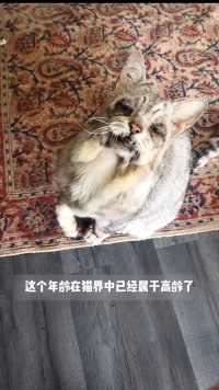 #世界上最老的猫咪