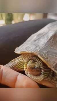 小龟龟