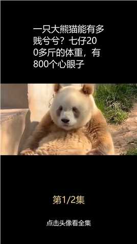 一只大熊猫能有多贱兮兮？七仔200多斤的体重，有800个心眼子