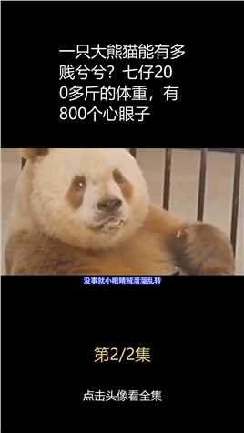 一只大熊猫能有多贱兮兮？七仔200多斤的体重，有800个心眼子2