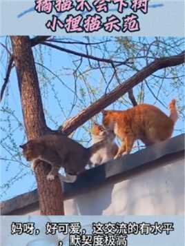 橘猫不会下树小狸猫示范