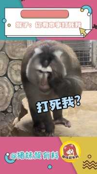 这是我见过最好笑的猴子#猴子#搞笑#配音
