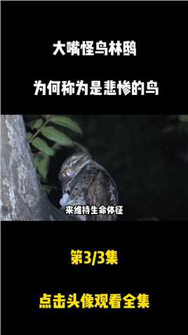 鸟中“伪装者”林鸱，为什么被称为是最悲惨的鸟？林鸱鸟科普知识泛知识 (3)