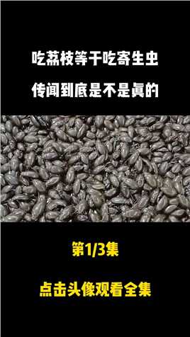 一虫难求！在武汉泛滥的水蟑螂，为何在广东却能卖400一斤。龙虱水蟑螂泛知识科普知识 (1)