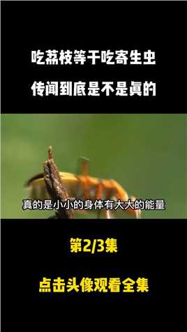 一虫难求！在武汉泛滥的水蟑螂，为何在广东却能卖400一斤。龙虱水蟑螂泛知识科普知识 (2)