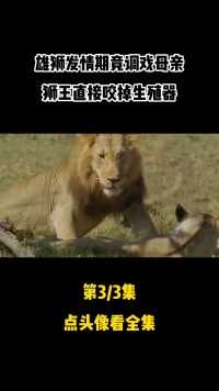 母狮竟然被自己的儿子凌辱，狮王得知后家法伺候，场面异常惨烈#狮子#猫科动物#打斗#故事 (3)