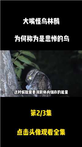 鸟中“伪装者”林鸱，为什么被称为是最悲惨的鸟？林鸱鸟科普知识泛知识 (2)