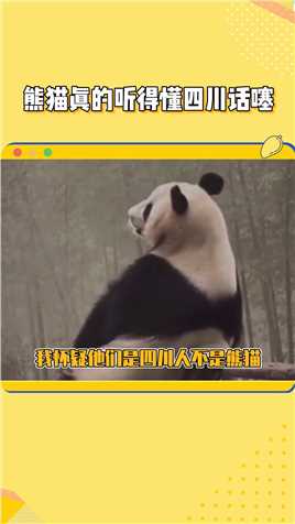 话不多说，我要去苦练四川话#熊猫 #熊猫听懂四川话系列 #国宝.mp4



