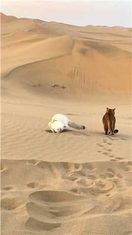 上一秒：没见过这么大的猫砂盆，下一秒：这都是朕的江山啊～萌宠出道计划猫咪的迷惑行为沙漠