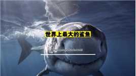 世界上最大的鲨鱼是什么鲨，你们知道吗？_1#涨知识#科普