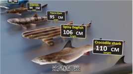 世界上最大的鲨鱼是什么鲨，你们知道吗？_2#涨知识#科普