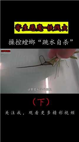 铁线虫是如何寄生的？它为何能操控螳螂“跳水自杀”？#螳螂#铁线虫#科普 (3)